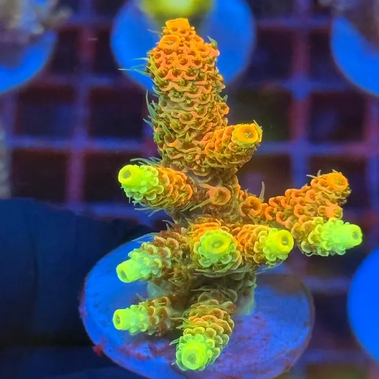 珊客游硬骨珊瑚特价组合