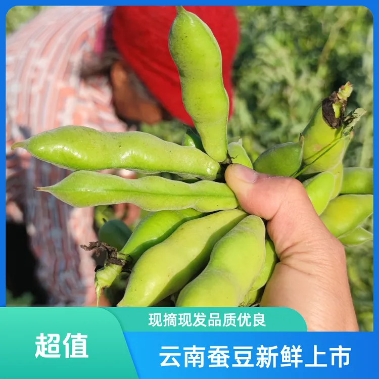 云南新鲜蚕豆带壳嫩绿罗汉豆农家现摘现发蔬菜包邮坏了包赔