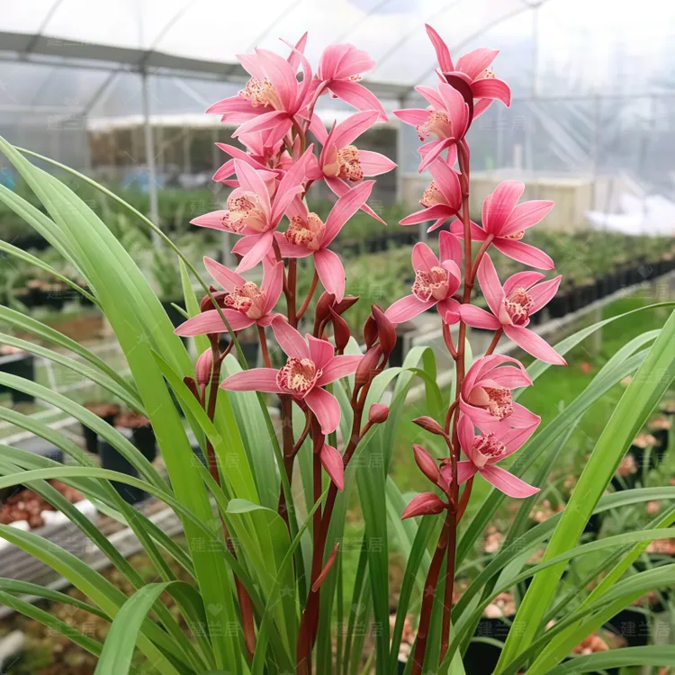 【台北小姐】兰花苗建兰室内室外绿植花卉盆栽墨兰春兰文心兰易养护