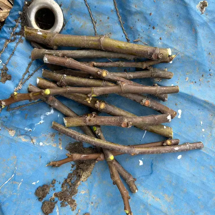 无花果苗 无花果枝条 草莓维尔特6根枝条一份一共2份