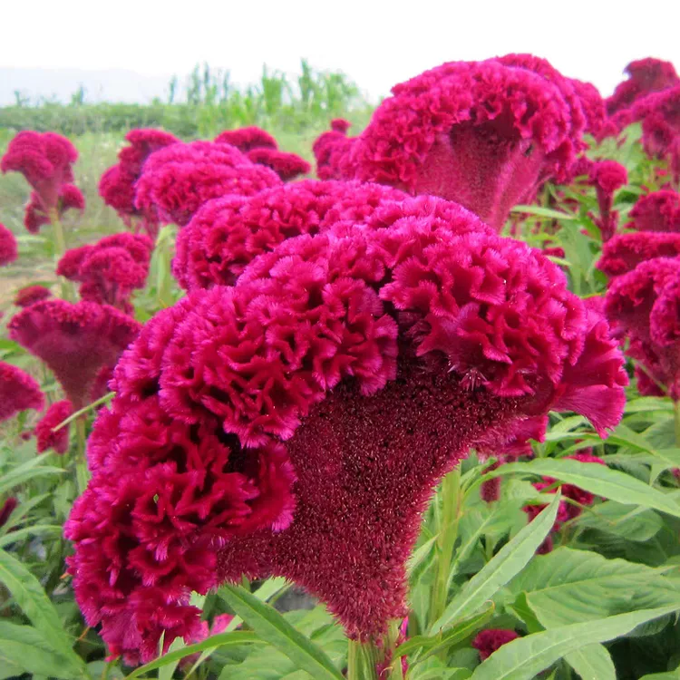 鸡冠花种子 室外庭院盆栽观赏花卉易活