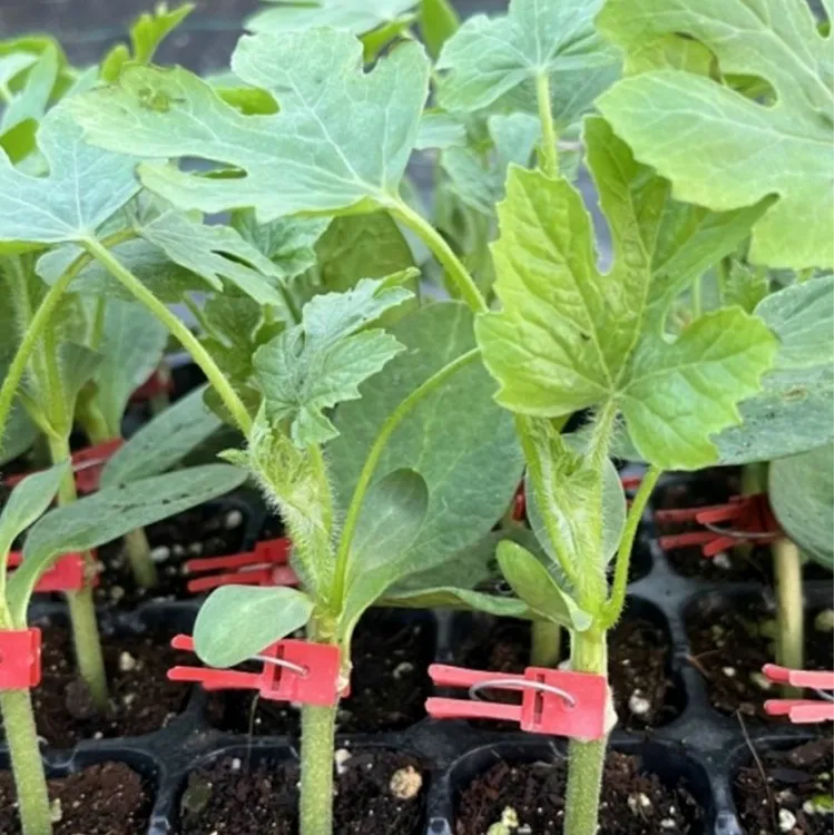 西瓜苗嫁接8424美都无籽麒麟大西瓜苗南方种植阳台盆栽西瓜苗秧苗