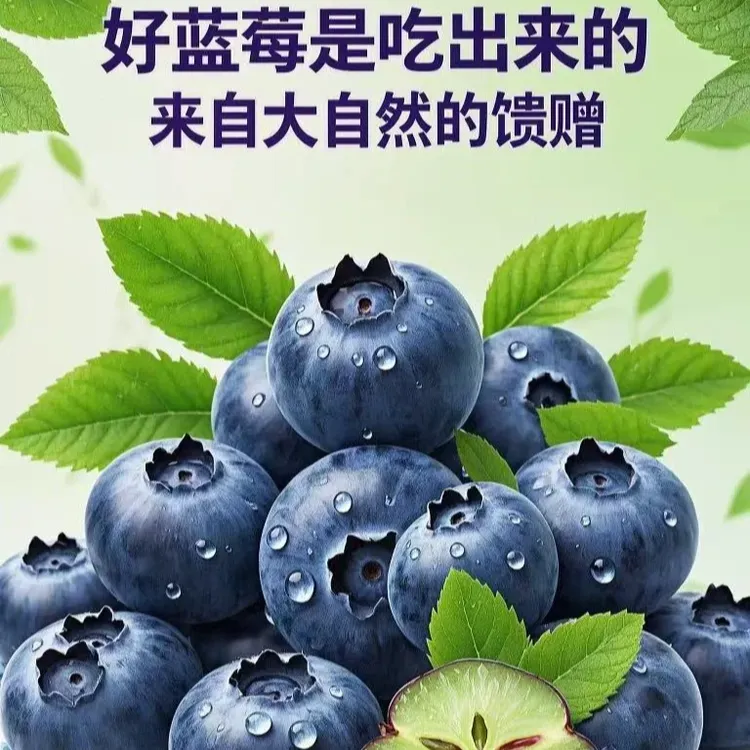 {蓝莓树苗}南北方可种植蓝莓树苗盆栽阳台种植简单