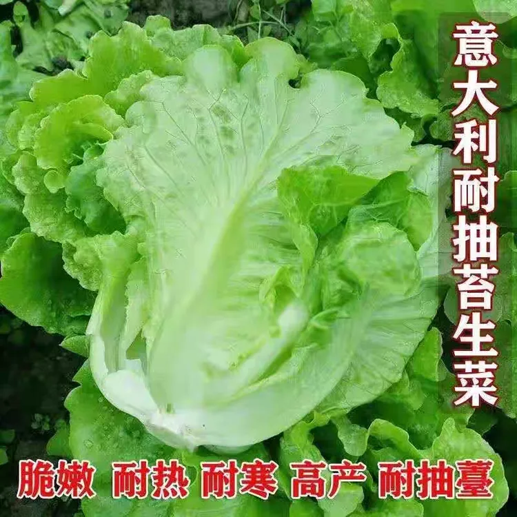 【下单就发3包】意大利罗马生菜种子耐抽苔耐热甜脆可生吃蔬菜种子