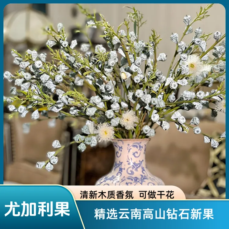 【精选尤加利果】新鲜采摘钻石大果 家居软装氛围感可做干花真花