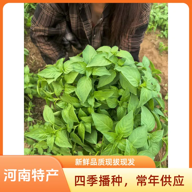 河南特产新鲜荆芥菜野菜现摘现发农家种植凉拌调味菜整颗带跟包邮