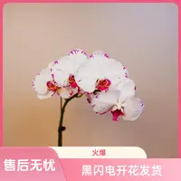 悠花里蝴蝶兰（黑闪电）3.5寸杯全花开花珠发货