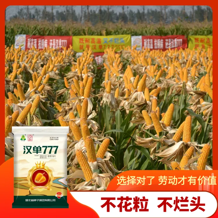 【双11满减】高产玉米种子国审汉单777抗青枯不烂头耐高温不挑地