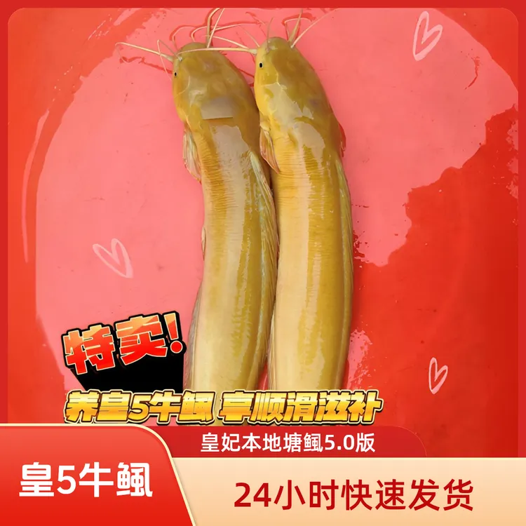 新品皇5牛鲺鱼皇妃5.0北江水系高抗三黄塘角鱼塘鲺鱼