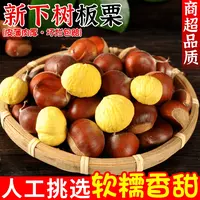 【到手5斤】丹东板栗新鲜毛栗子野生农家生板栗不难剥皮蔬菜批发
