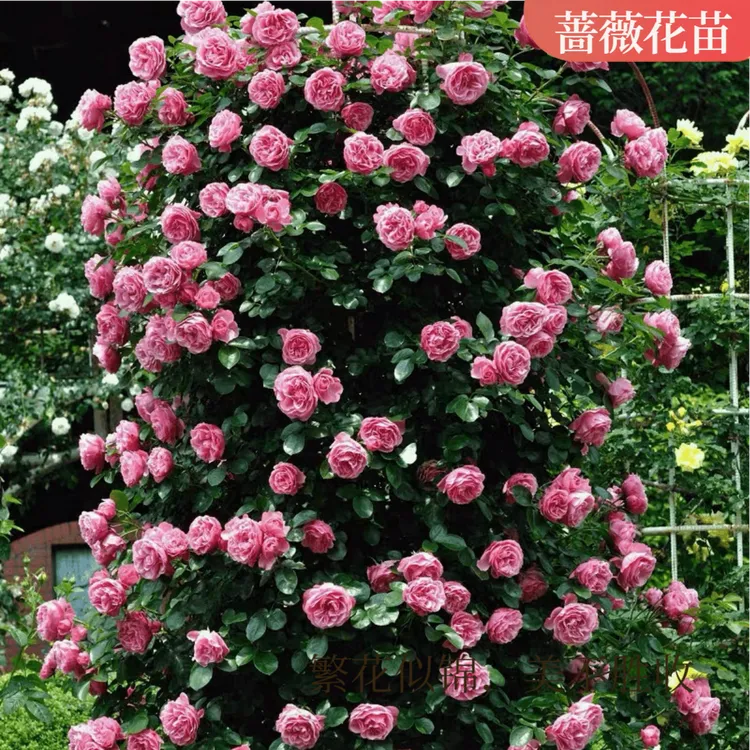 月季花苗蔷薇花苗扦插小苗蔷薇四季浓香玫瑰藤本月季庭院浓香