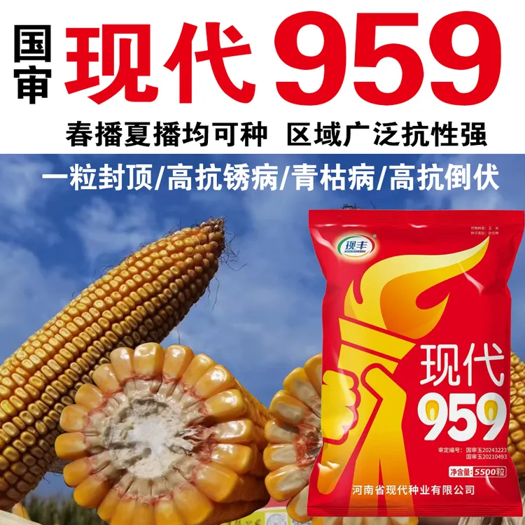 抗倒伏抗病耐高温不花粒大棒精选，升级版5500粒/袋