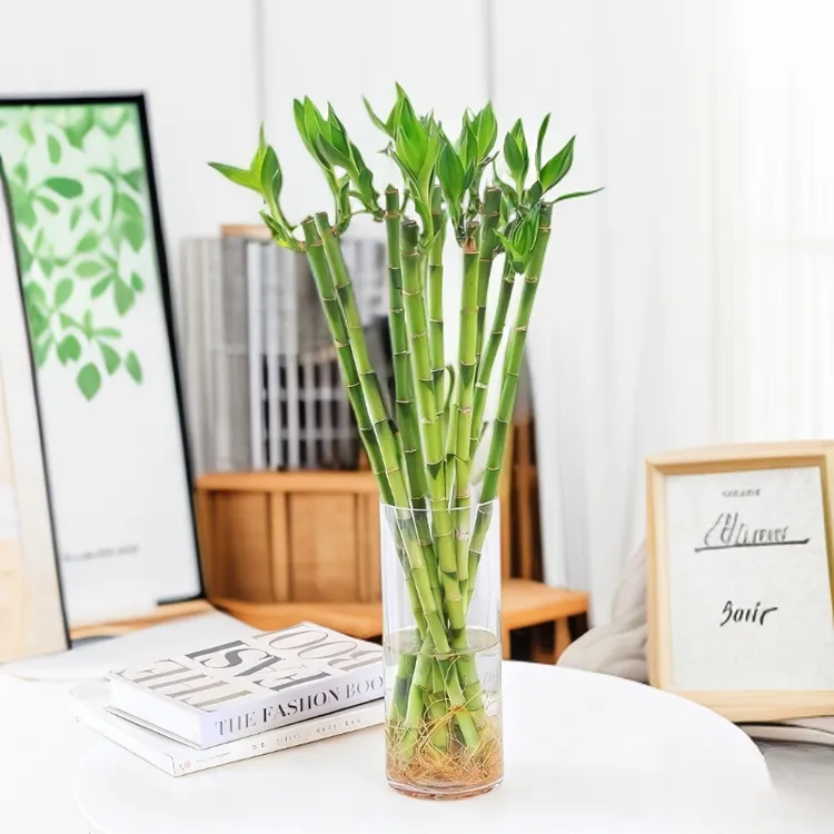 水培开运竹富贵竹室内绿植盆栽好养