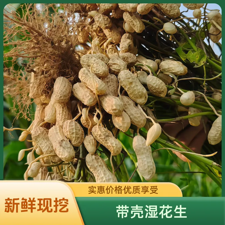 【五斤十斤装】2025年新鲜现挖带壳粉皮湿花生农家自种口感香甜清脆