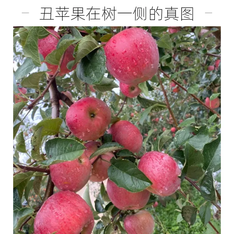 正宗大凉山丑苹果新鲜现摘脆甜多汁水果产地直发