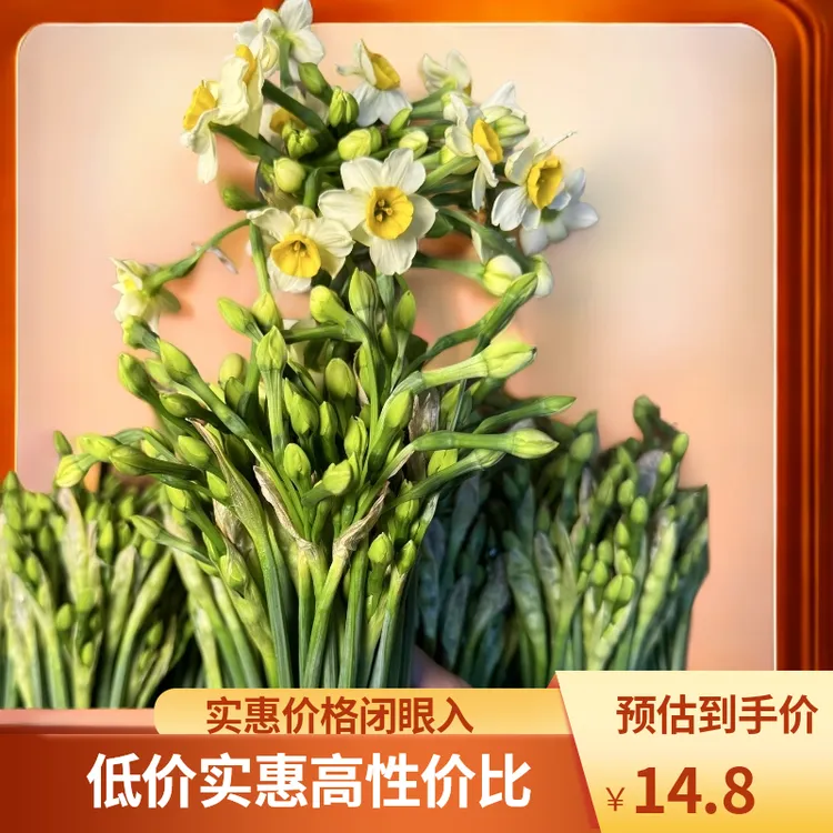 漳州水仙花基地  鲜切花单复瓣混发