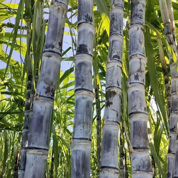 2025年8月新鲜上市广西黑皮甘蔗新鲜脆甜10斤现砍多汁应当季水果