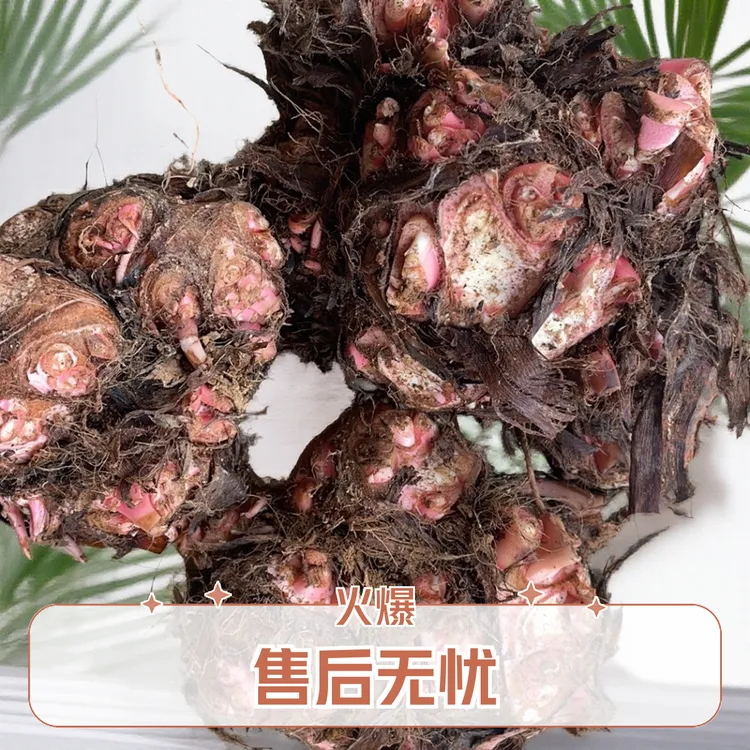 云南文山农户自种新鲜狗爪芋软糯香甜应季九头芋粉糯莲花芋煲汤