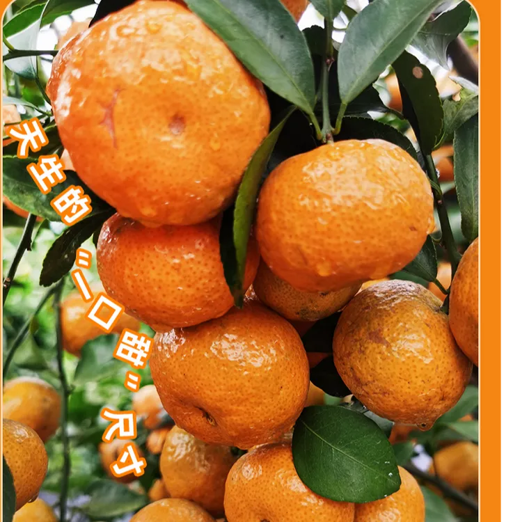 正宗四会沙糖桔春见【带叶发货才新鲜】新鲜水果沙糖桔