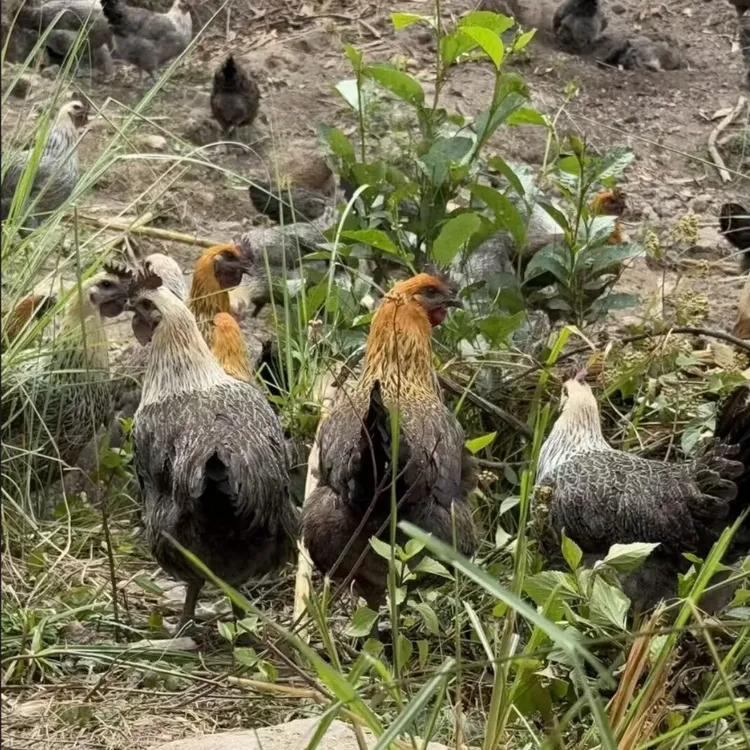临沧高山放山土鸡，一物一拍