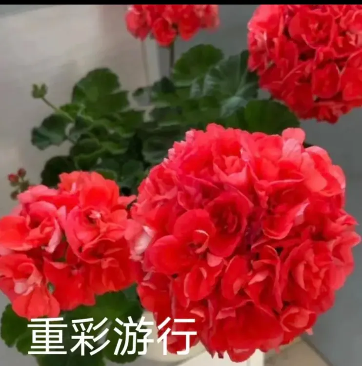 【重彩油行】天竺葵花卉观花植物勤花四季开花低于零下二度拍保温