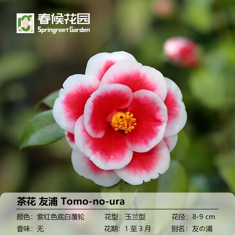 春候花园山茶花原生苗嫁接苗茶花多年生木本观赏花卉隐矶宫粉卜伴