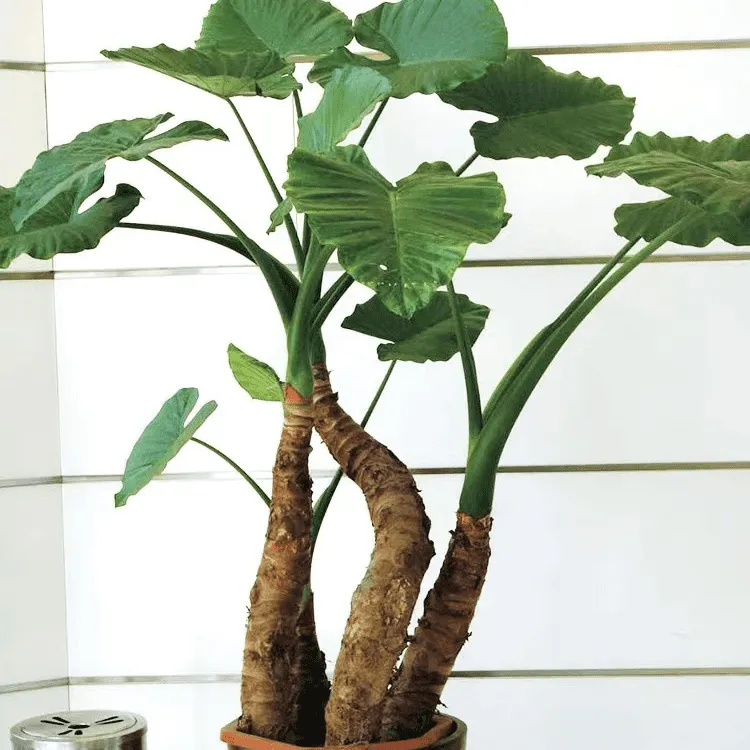 滴水观音盆栽草本大型绿植室内外常绿多年生简单清新净化空气