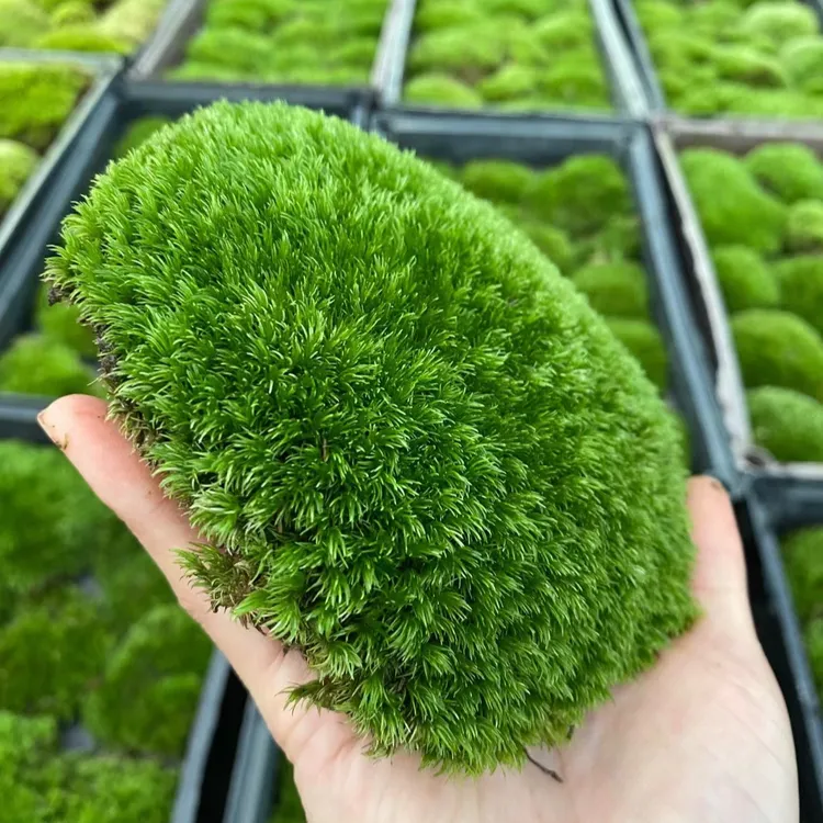 鲜活苔藓白发苔藓青苔藓微景观铺面盆景盆栽花盆乌龟缸苔藓专用