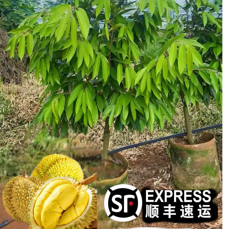 正品榴莲嫁接苗金枕猫山黑刺带土带叶子发货