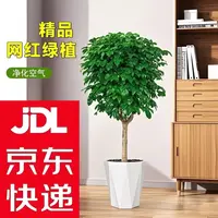【京东送货上门】1.5加仑超大盆独杆棒棒糖幸福树1.1-1.3m净化空气
