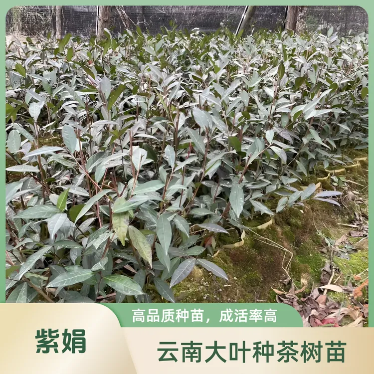 云南大叶种茶树苗  紫娟