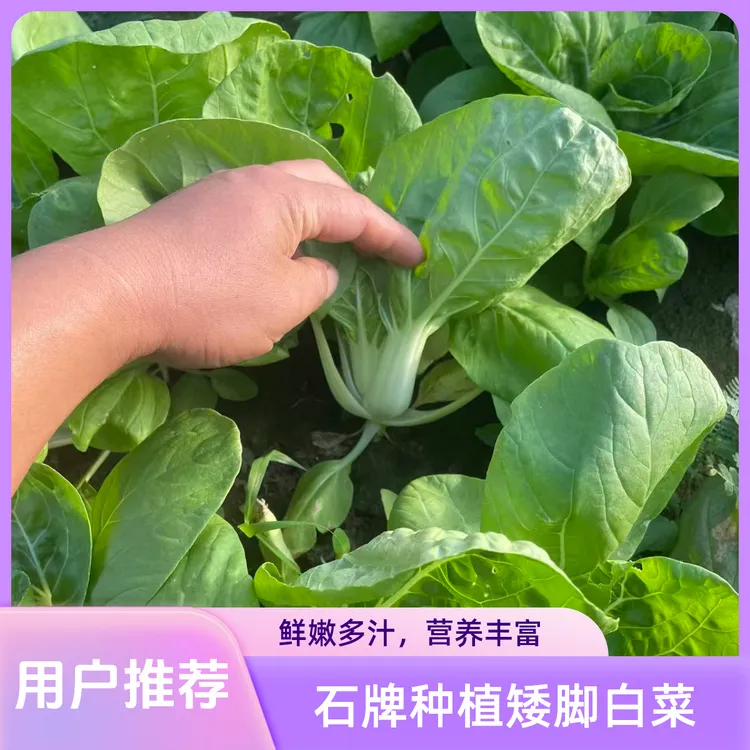 安庆石牌本地露天种植现采摘矮脚白菜阿丰蔬菜小白菜顺丰快递包邮