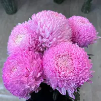粉色系牡丹菊  5支1扎 全场任意两单以上包邮