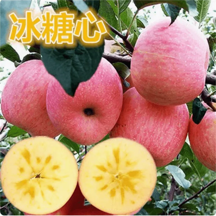 2年苗买一送一苹果树苗嫁接红富士糖心苹果树苗盆地栽南北方种植