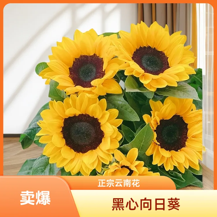【黑心向日葵]【满眼皆是你四下无他人】鲜花批发云南省鲜花
