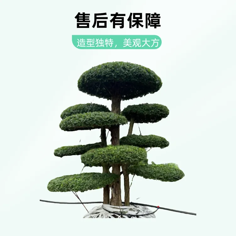 精品对节白蜡大桩园林绿化庭院景观好养好护（一物一拍）
