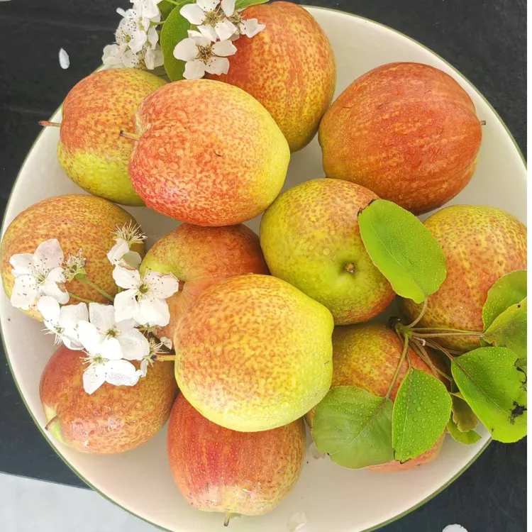 媚梨鸭梨之乡山东阳信纯甜不酸皮薄多汁清甜可口