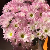 【云舍花卉】【仙女粉】小菊全场任意满两单及以上鲜花包邮发货