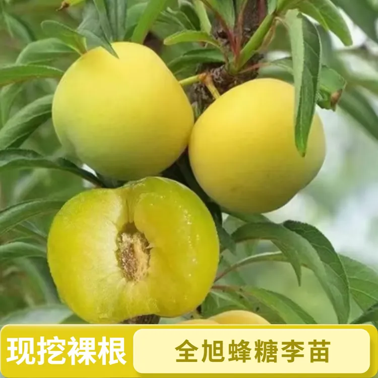 全旭正宗蜂糖李现挖（裸根）发货品质品种优良