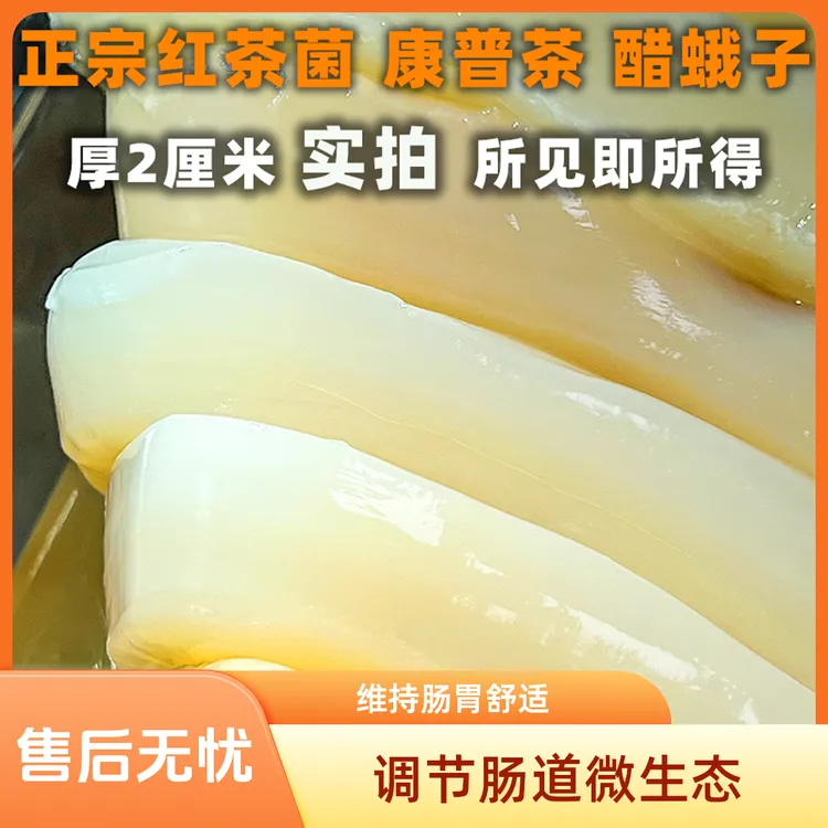 厚2厘米正宗传统红茶菌菌菇康普茶醋蛾子海宝菌胃宝菌肠胃舒适