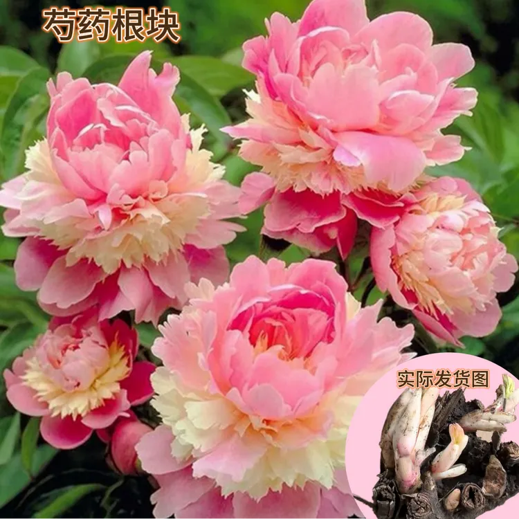 芍药根重瓣芍药花苗种根绿植花卉盆栽浓香芍药庭院阳台种植