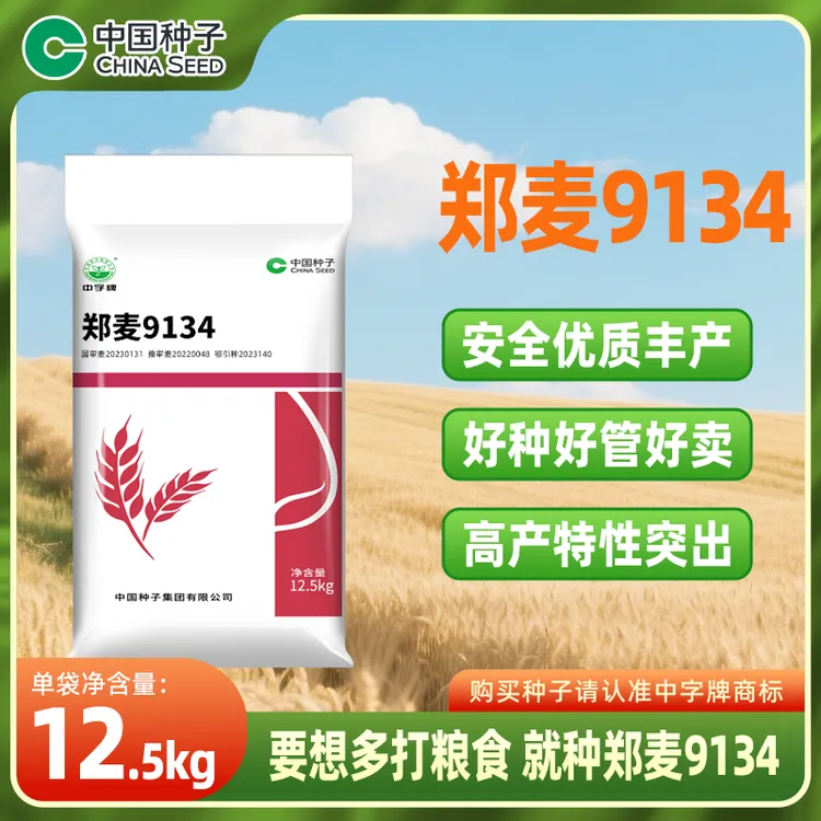 中国种子郑麦9134小麦种12.5kg/袋 抗病抗倒好熟相好中强筋