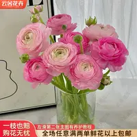  【云舍花卉】【粉色】洋牡丹10支全场鲜花任意满两单及以上包邮发货