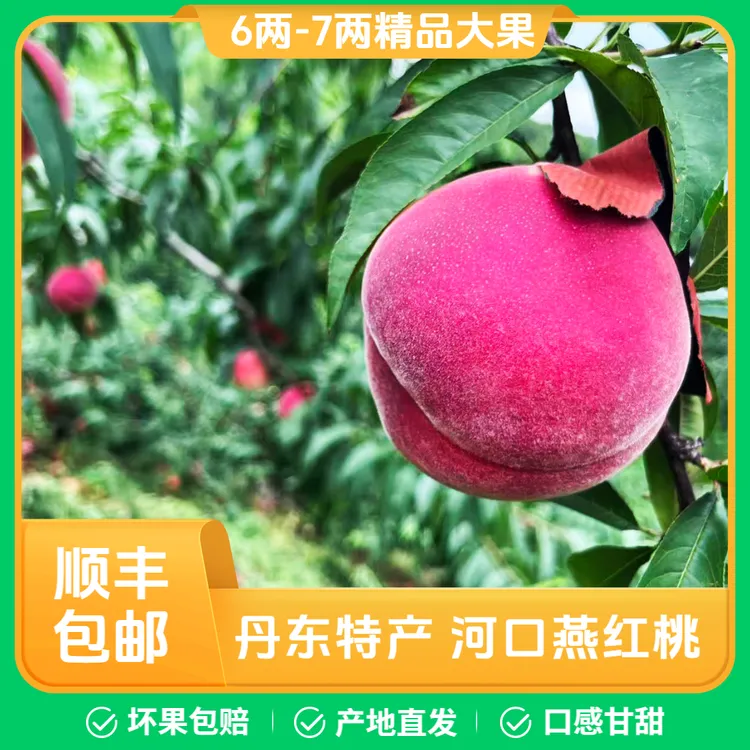 【顺丰快递】丹东燕红桃河口艳红桃/半斤以上大果/净重3.6斤-7斤