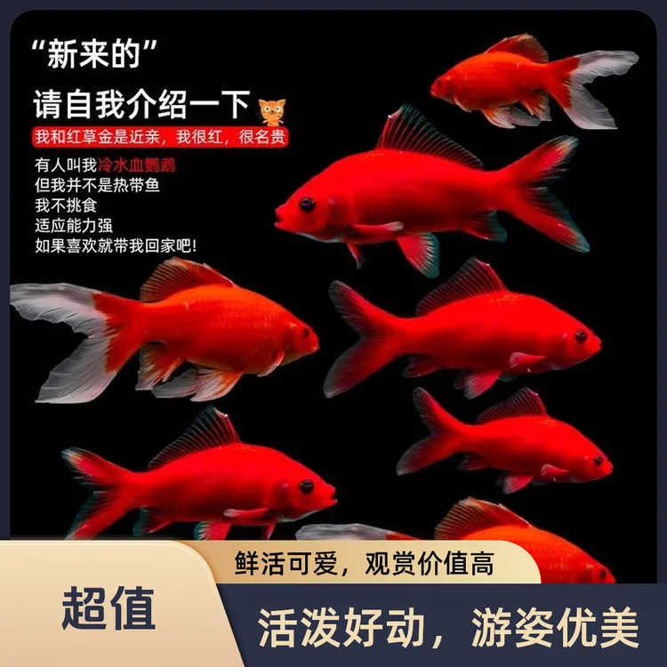 冷水血鹦鹉鱼招财鱼淡水鱼好养耐活发财鱼活体金鱼苗冷水观赏鱼