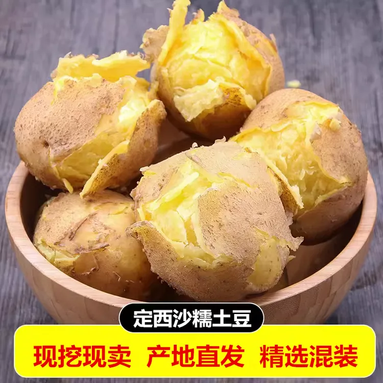 甘肃定西黄皮黄心土豆新鲜现挖粉面沙糯蔬菜