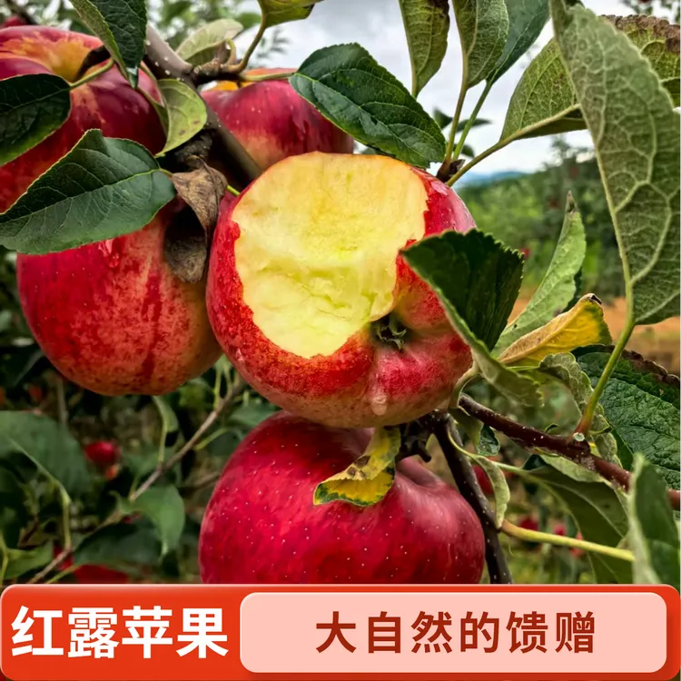 云南红露小苹果当季新鲜小苹果脆甜多汁