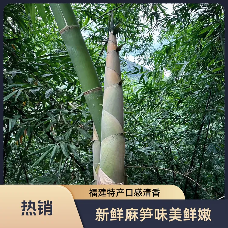 福建土特产当季新鲜麻竹笋笋尖现采现发鲜嫩多汁闷炒肉清香1斤装