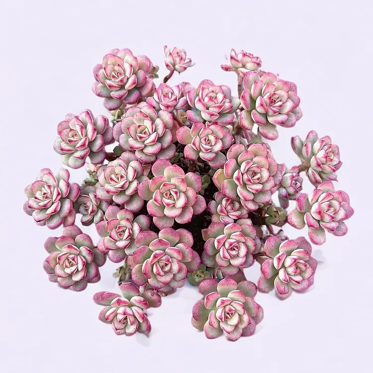 【探戈】带盆土 满15包邮 以直播为准 燕子多肉