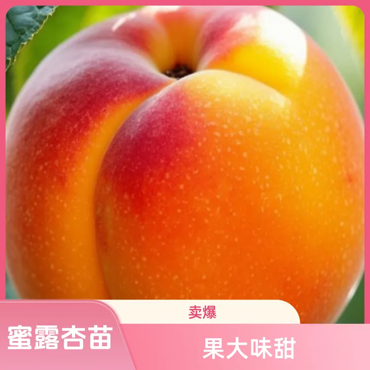 蜜露巨杏树苗甜润如蜜果中巨无霸  以“果大如拳，甜润似蜜”闻名